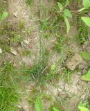 Equisetum ramosissimum
