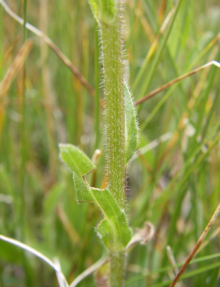 Image of Erigeron aurantiacus specimen.