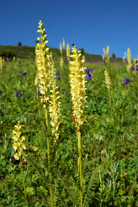 Image of Pedicularis proboscidea specimen.