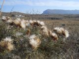 Lamyra echinocephala. Плодоносящее растение. Крым, гора Чатырдаг, нижнее плато. 29 сентября 2012 г.