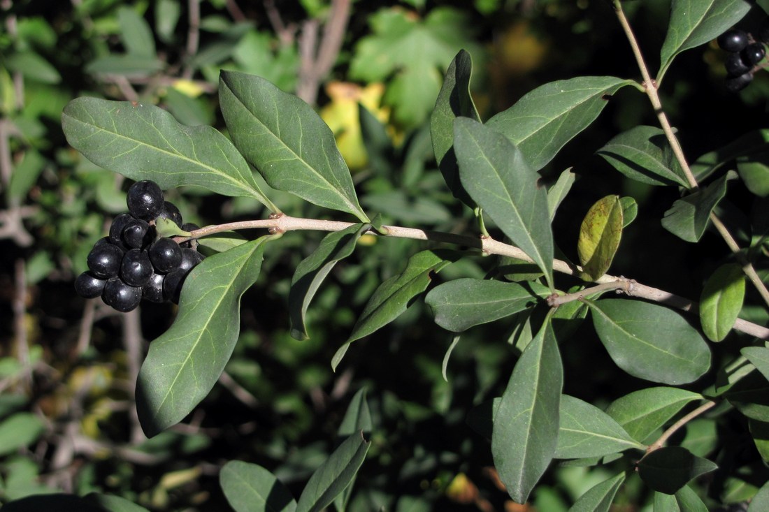 Image of Ligustrum vulgare specimen.