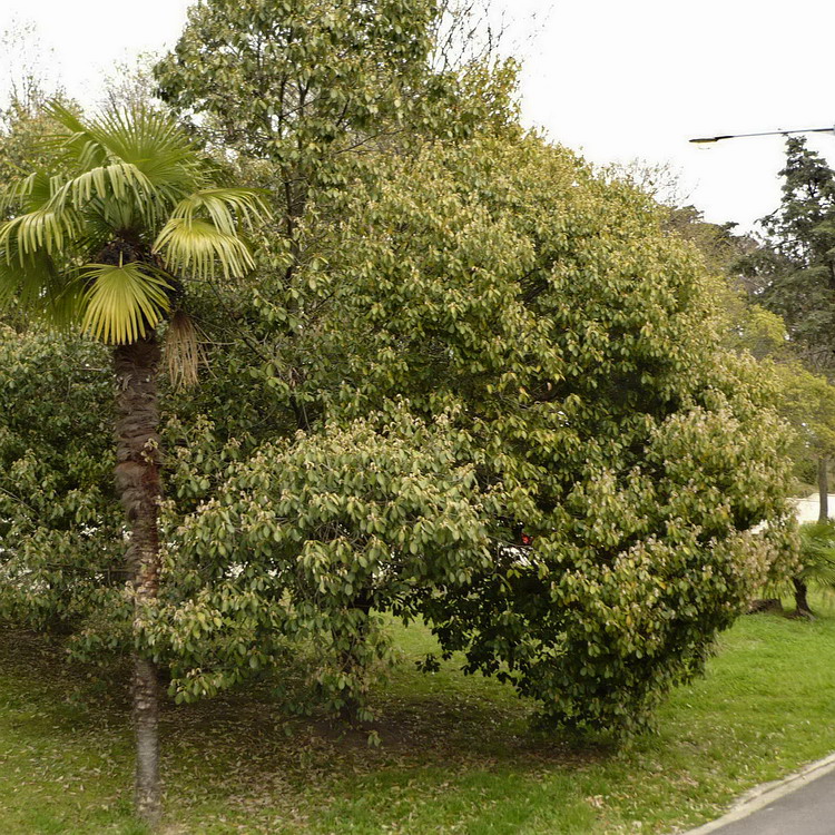 Image of Quercus glauca individual.