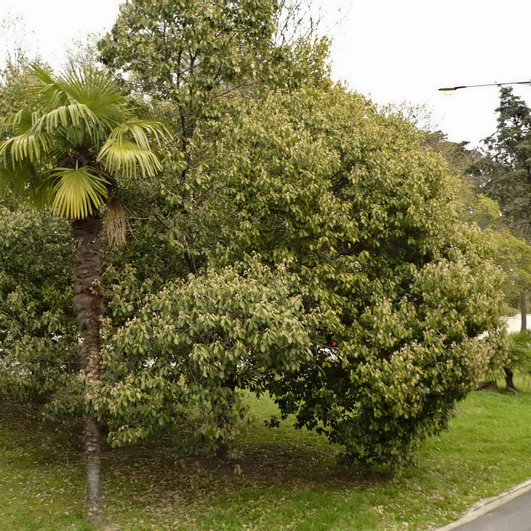 Image of Quercus glauca specimen.