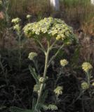 Achillea