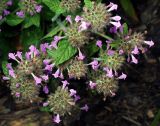 Clinopodium vulgare