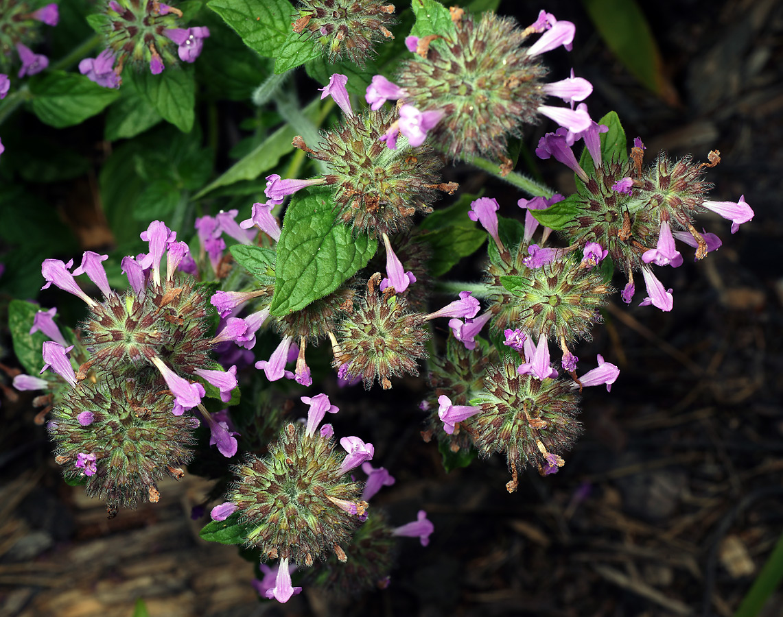 Image of Clinopodium vulgare specimen.