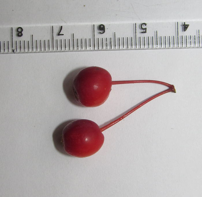 Image of Malus sargentii specimen.