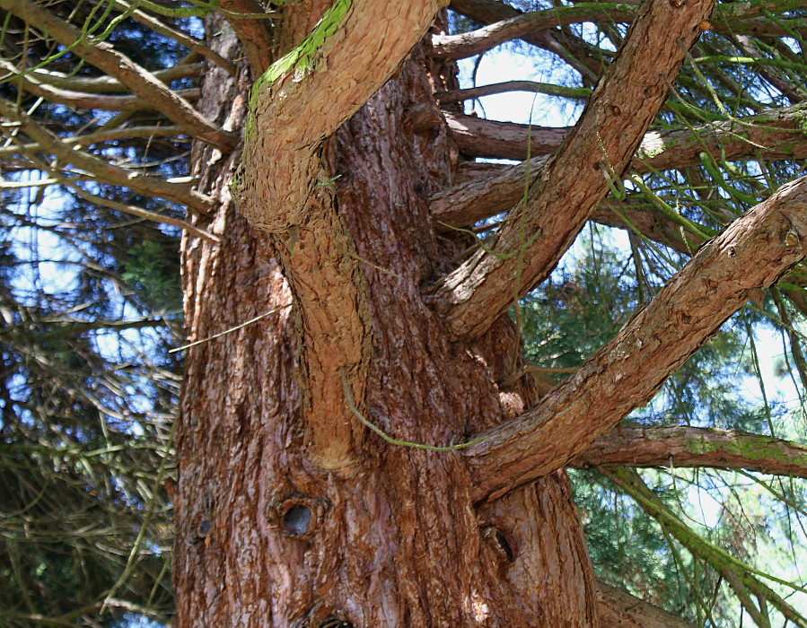 Изображение особи Sequoiadendron giganteum.