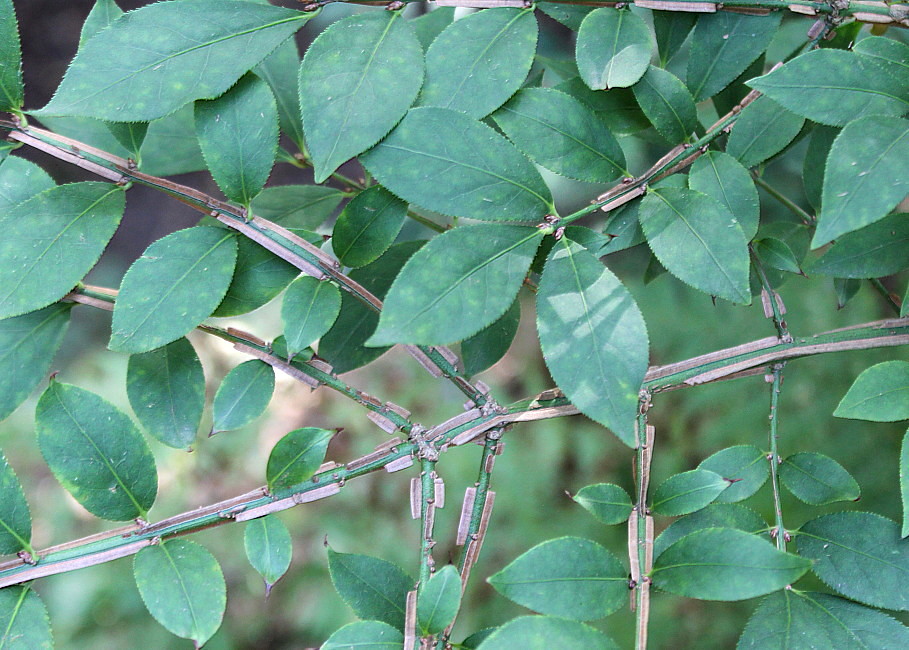 Изображение особи Euonymus alatus.