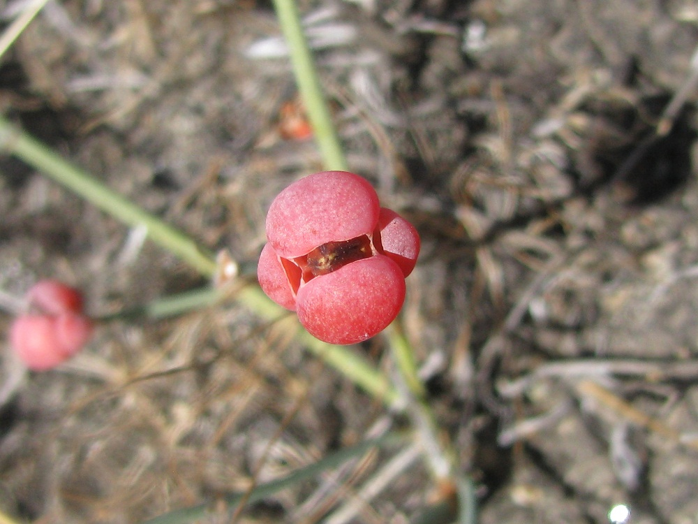 Image of Ephedra distachya specimen.