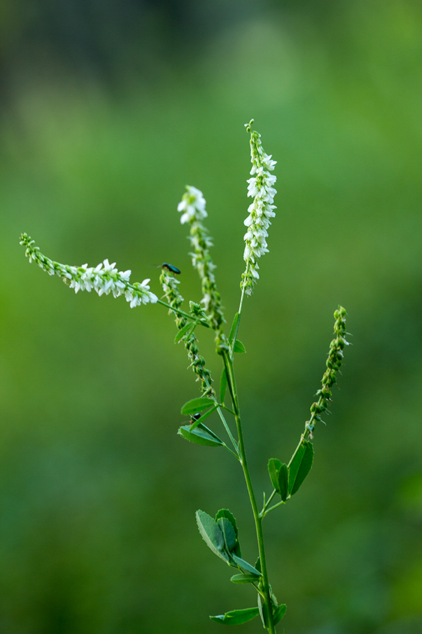 Изображение особи Melilotus albus.