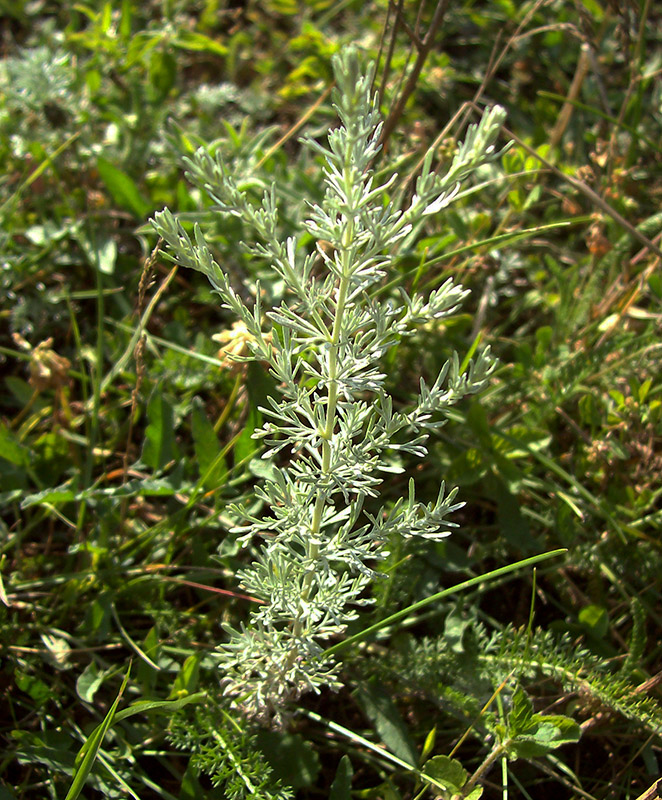 Image of Artemisia austriaca specimen.