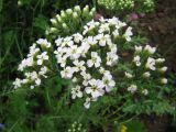 Achillea millefolium. Верхушка расцветающего растения. Иркутская обл., г. Бодайбо, правый борт долины р. Витим, обочина грунтовой дороги. 17.07.2012.