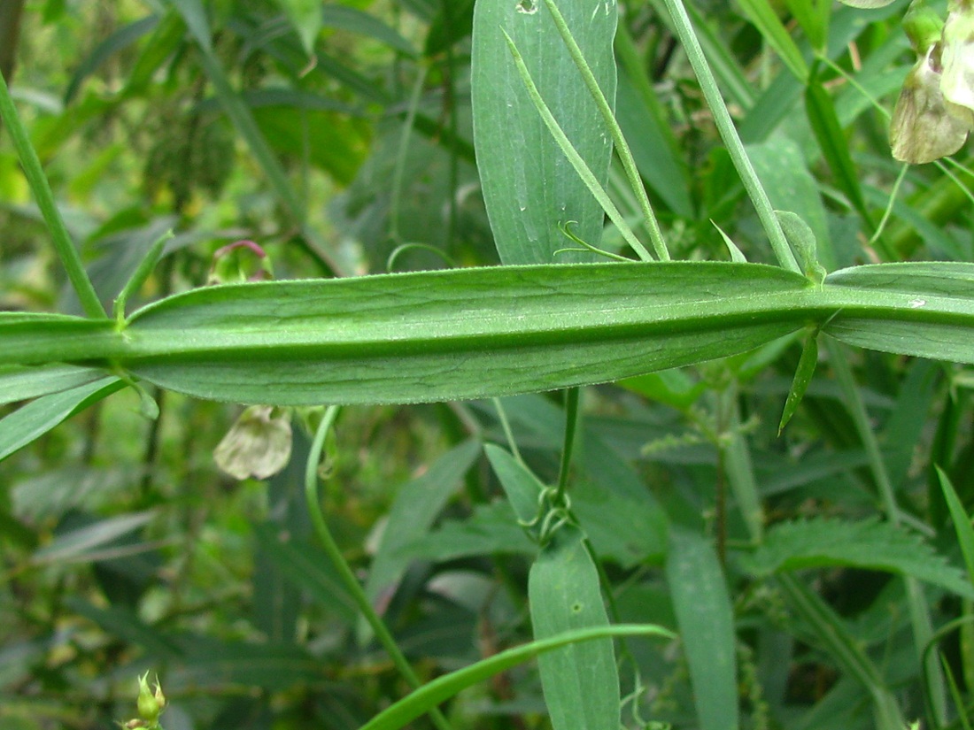 Изображение особи Lathyrus sylvestris.