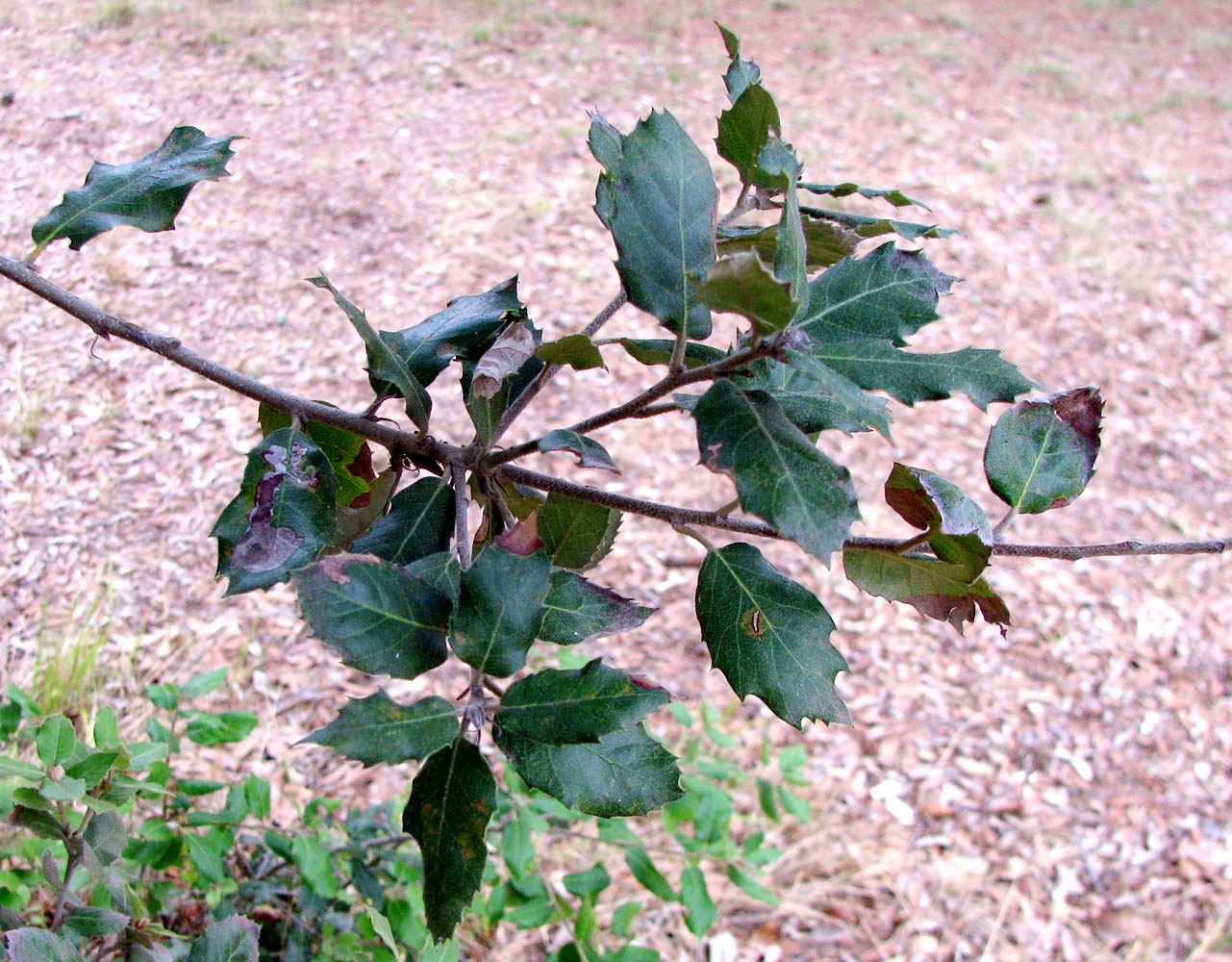 Image of genus Quercus specimen.