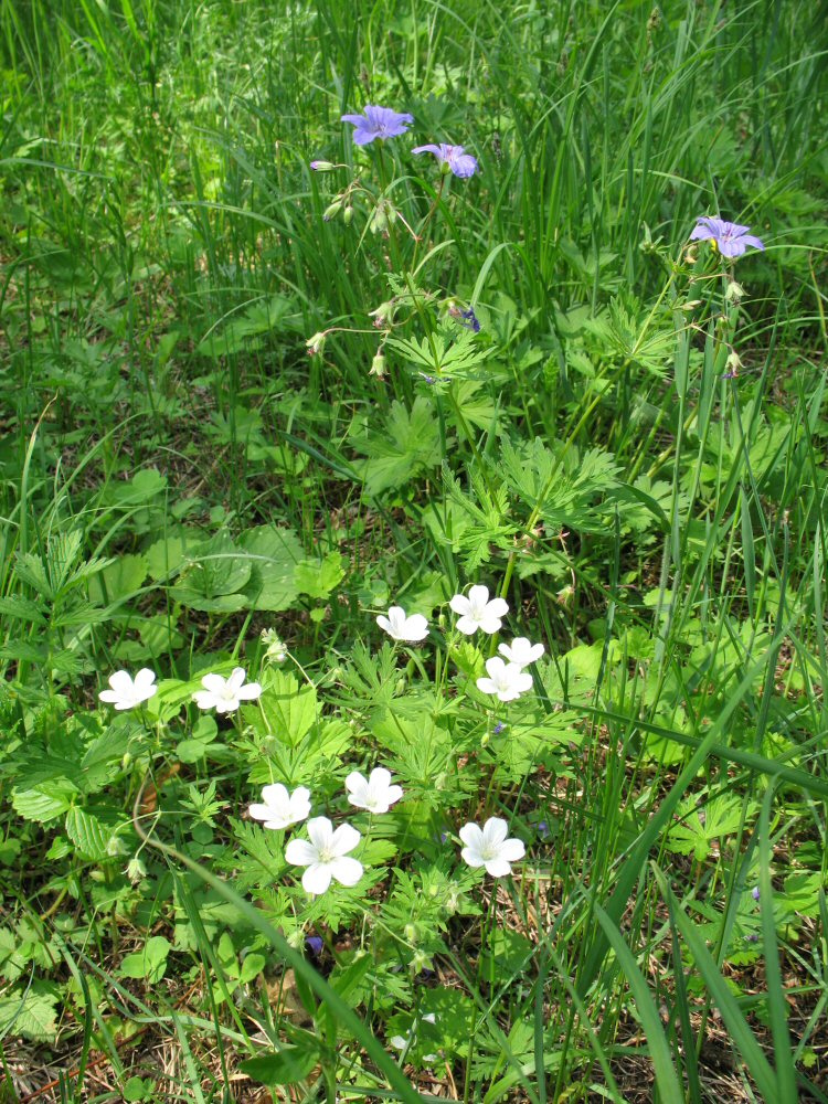 Изображение особи Geranium pseudosibiricum.