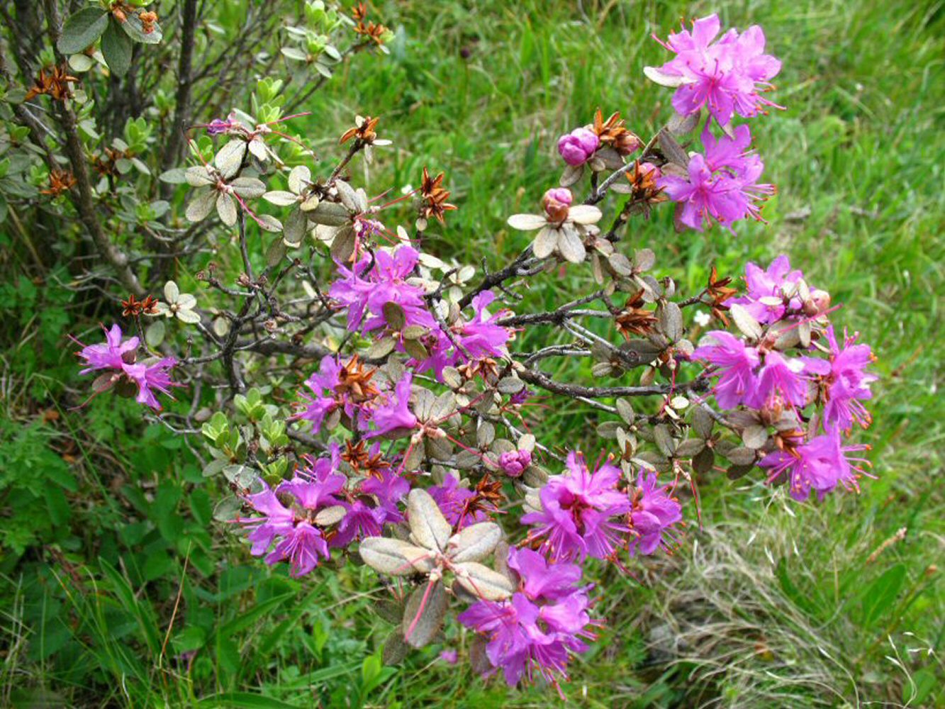 Изображение особи Rhododendron parvifolium.