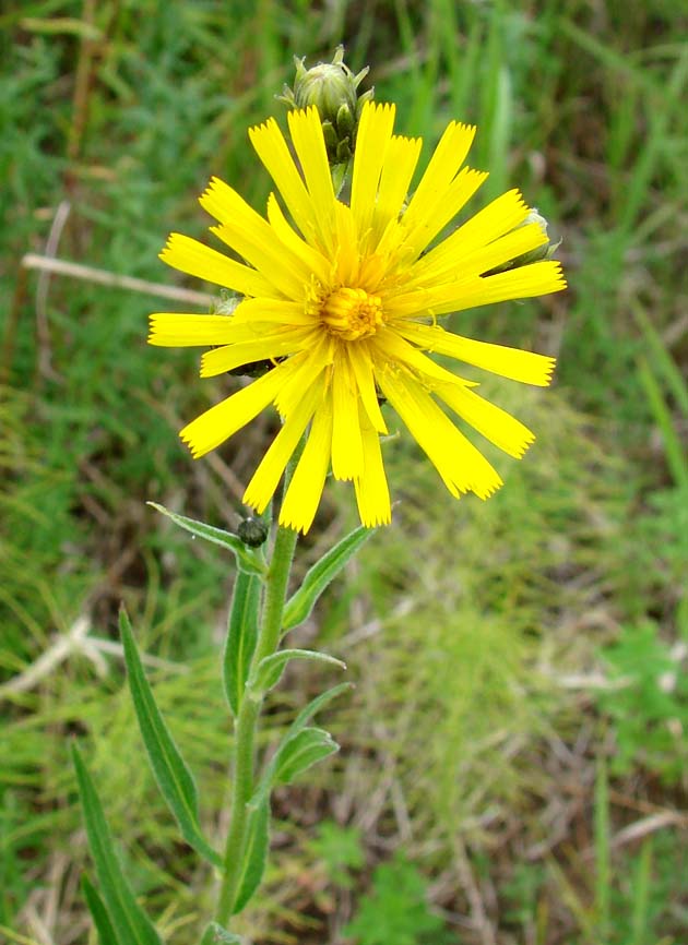 Image of genus Hieracium specimen.