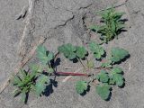 Erodium oxyrhynchum