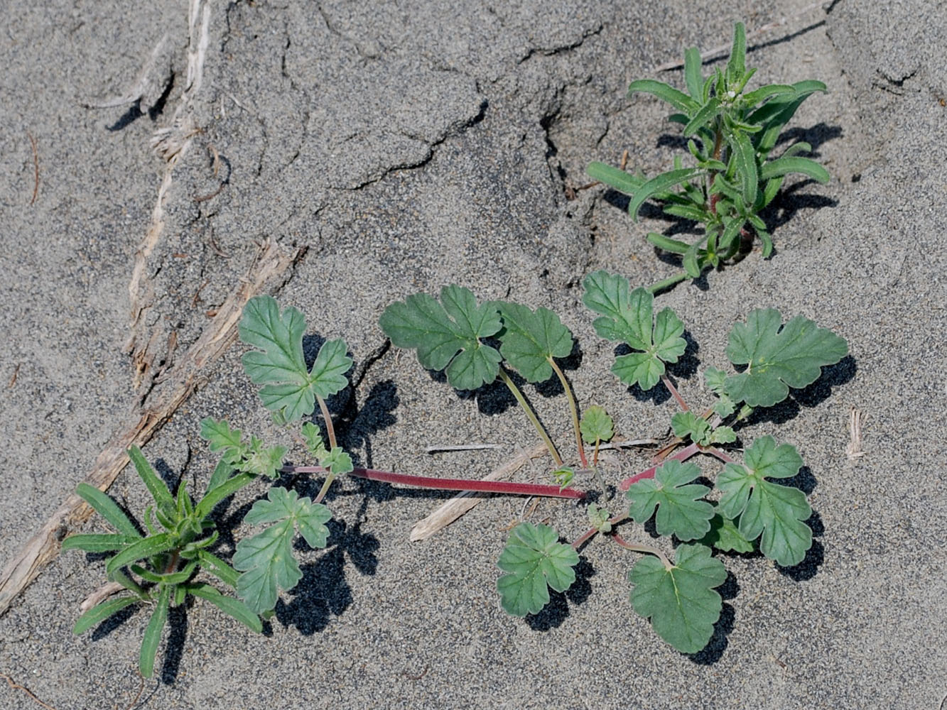 Изображение особи Erodium oxyrhynchum.