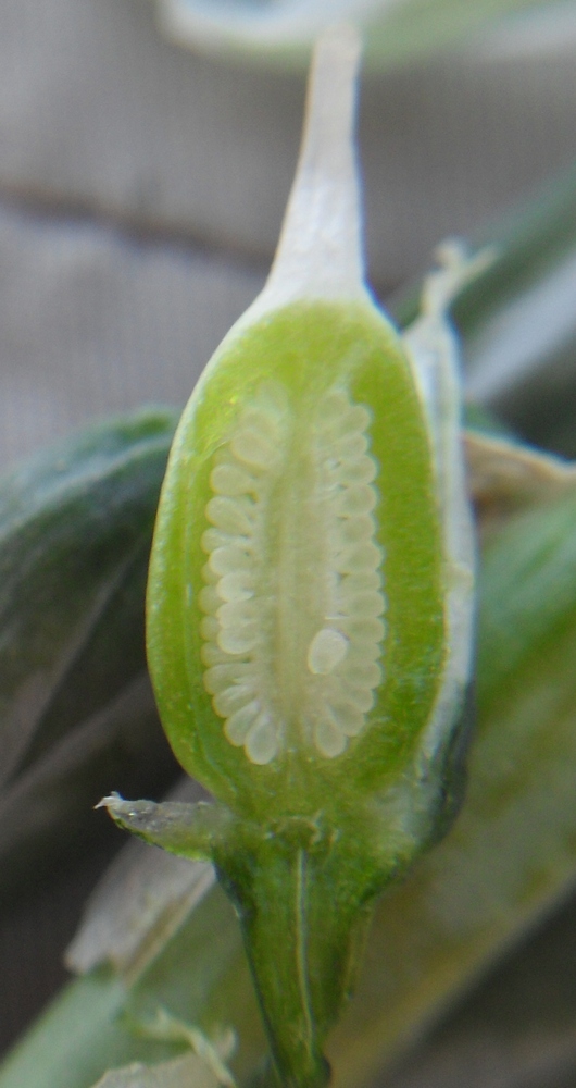 Image of Ornithogalum boucheanum specimen.