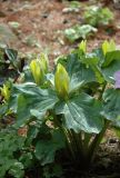 Trillium luteum