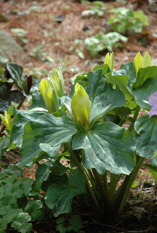 Image of Trillium luteum specimen.