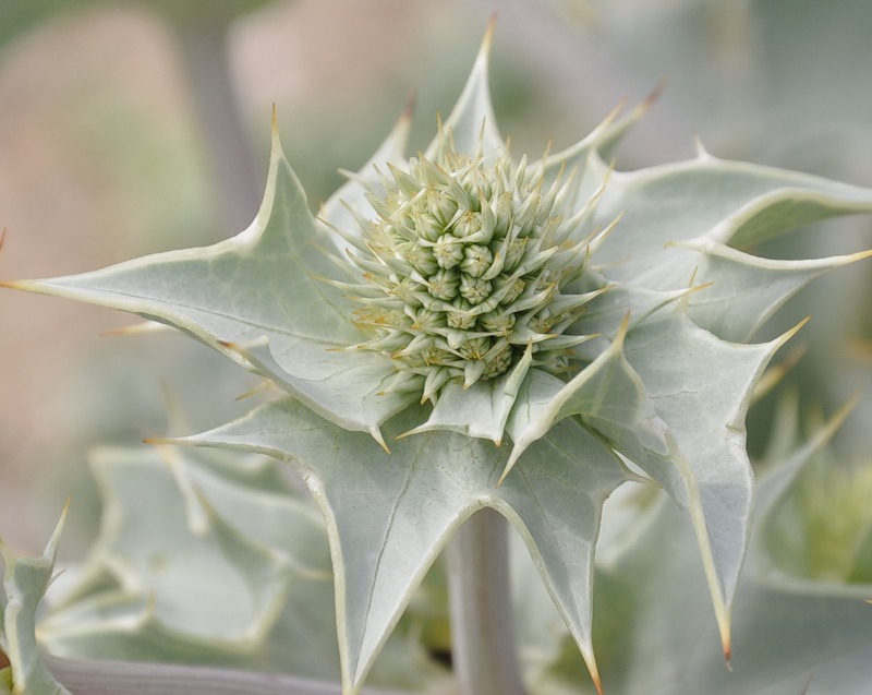 Image of Eryngium maritimum specimen.