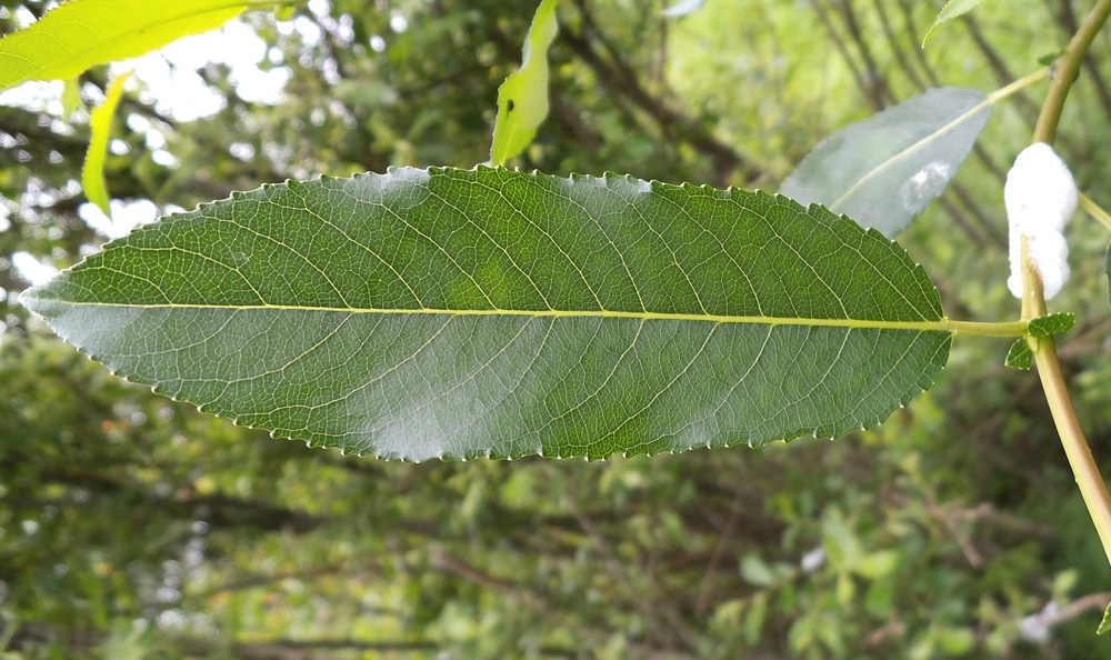 Изображение особи Salix hexandra.