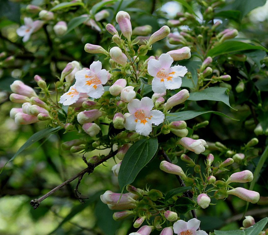 Изображение особи Dipelta floribunda.
