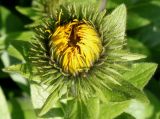 род Inula