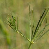 Galium octonarium