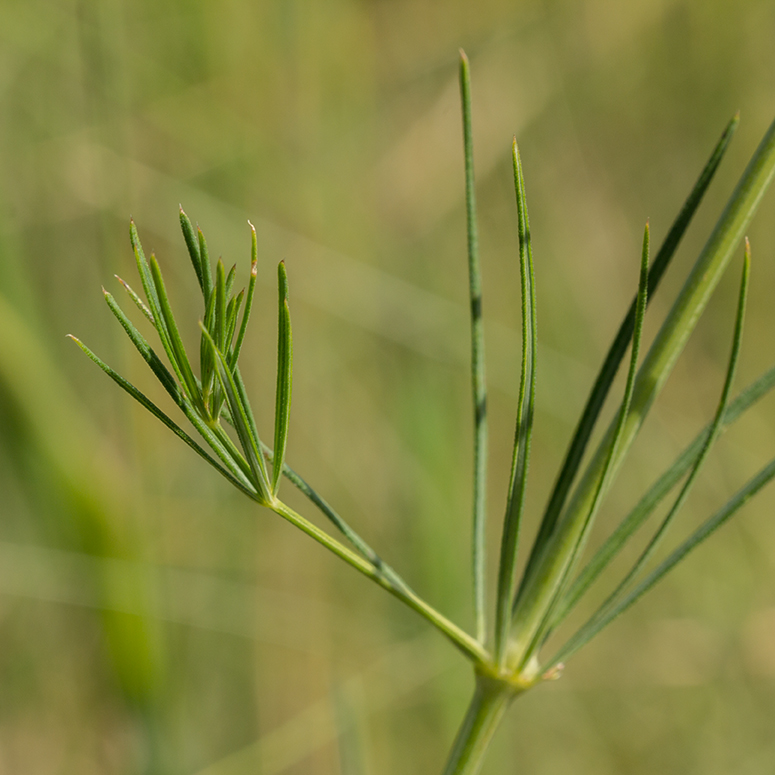 Изображение особи Galium octonarium.