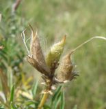 Astragalus cornutus