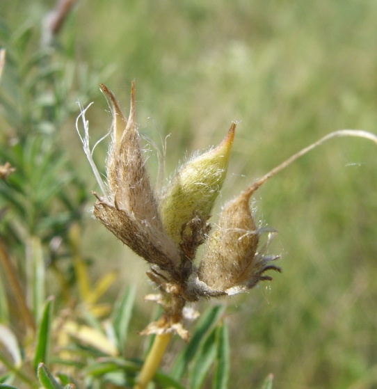 Изображение особи Astragalus cornutus.