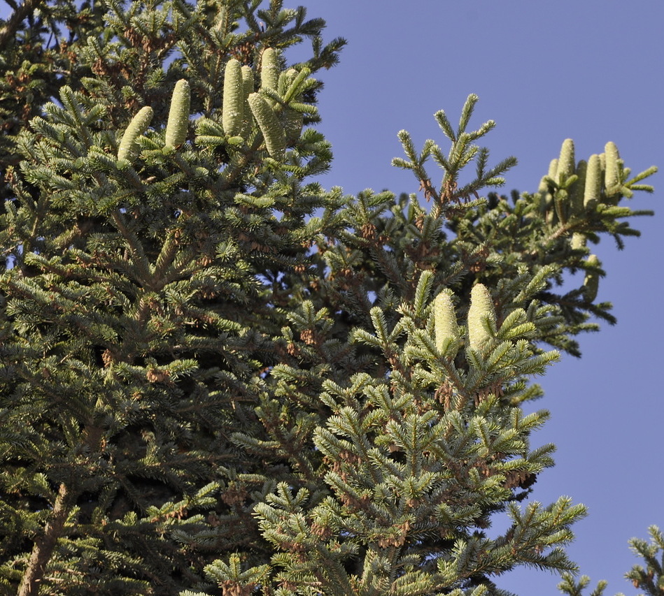 Image of Abies borisii-regis specimen.