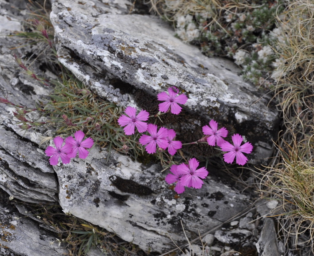 Изображение особи Dianthus haematocalyx.