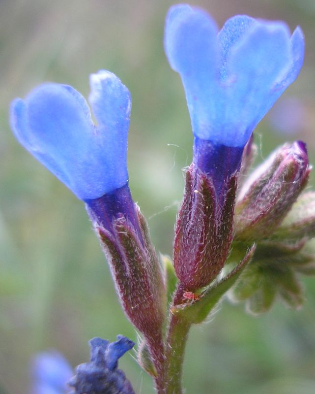 Изображение особи Anchusa gmelinii.