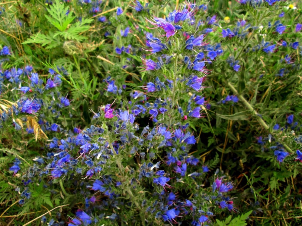 Изображение особи Echium vulgare.