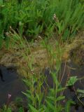 Epilobium palustre