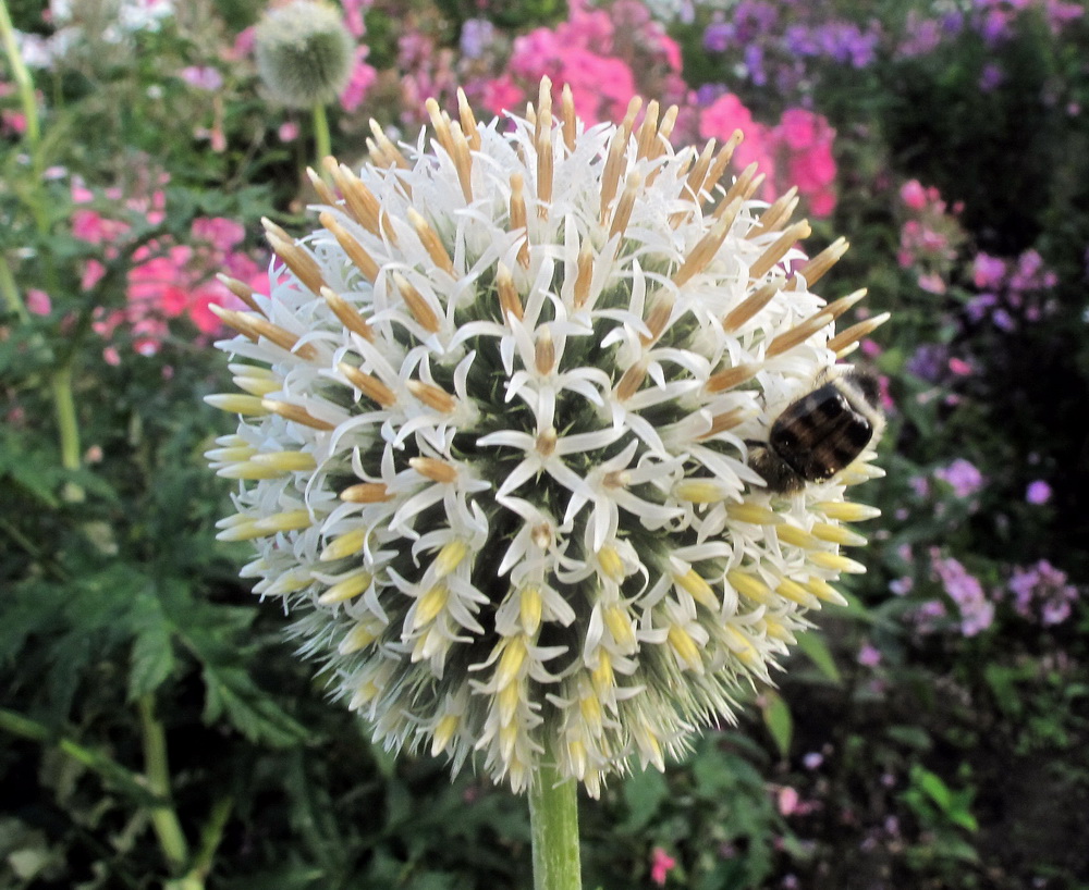 Изображение особи Echinops exaltatus.