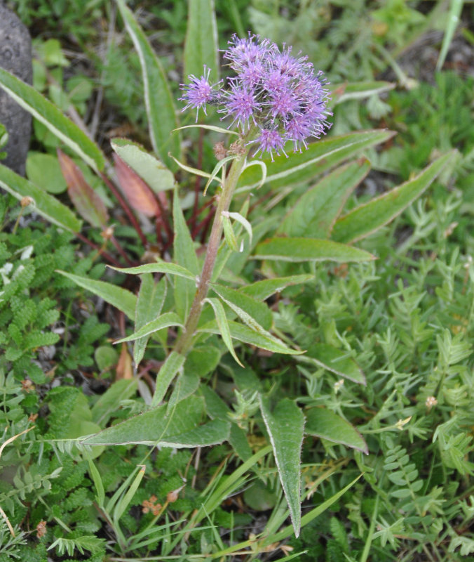 Изображение особи Saussurea pseudotilesii.