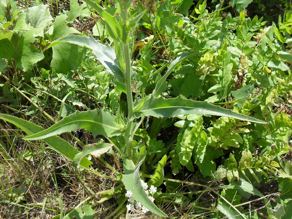 Изображение особи Cirsium canum.