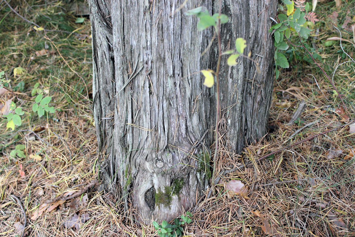 Изображение особи Juniperus communis.