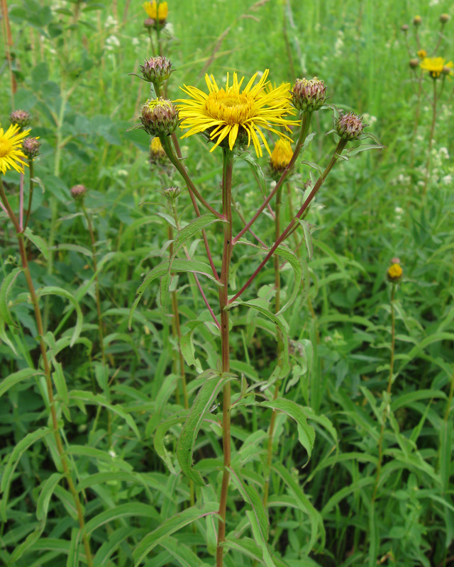 Изображение особи Inula salicina.