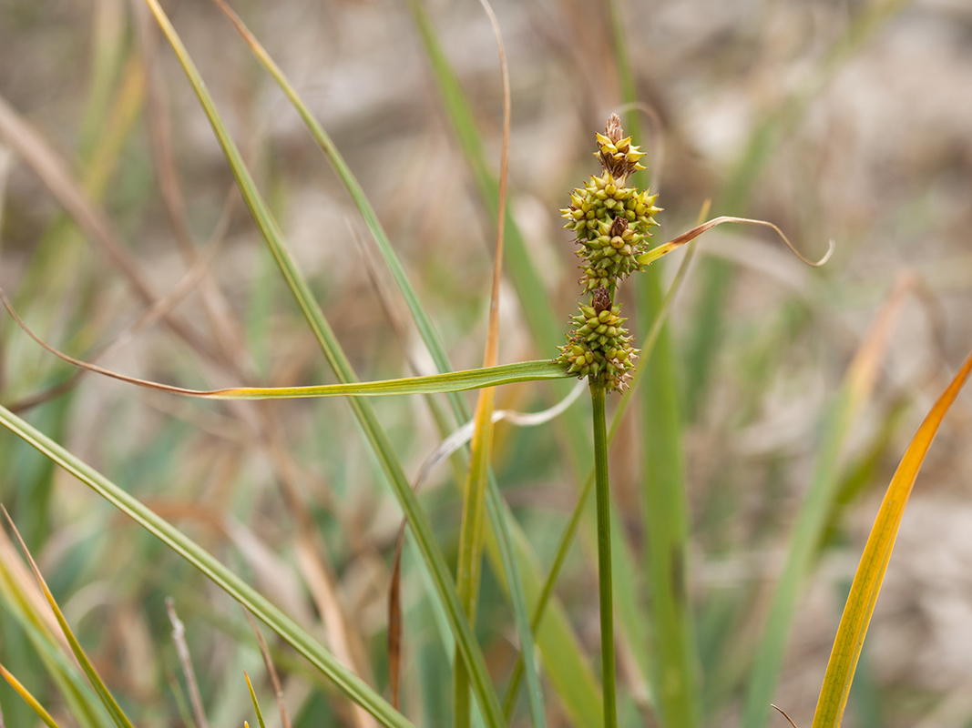 Изображение особи Carex serotina.