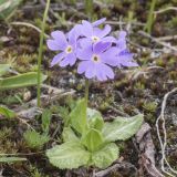 Primula algida