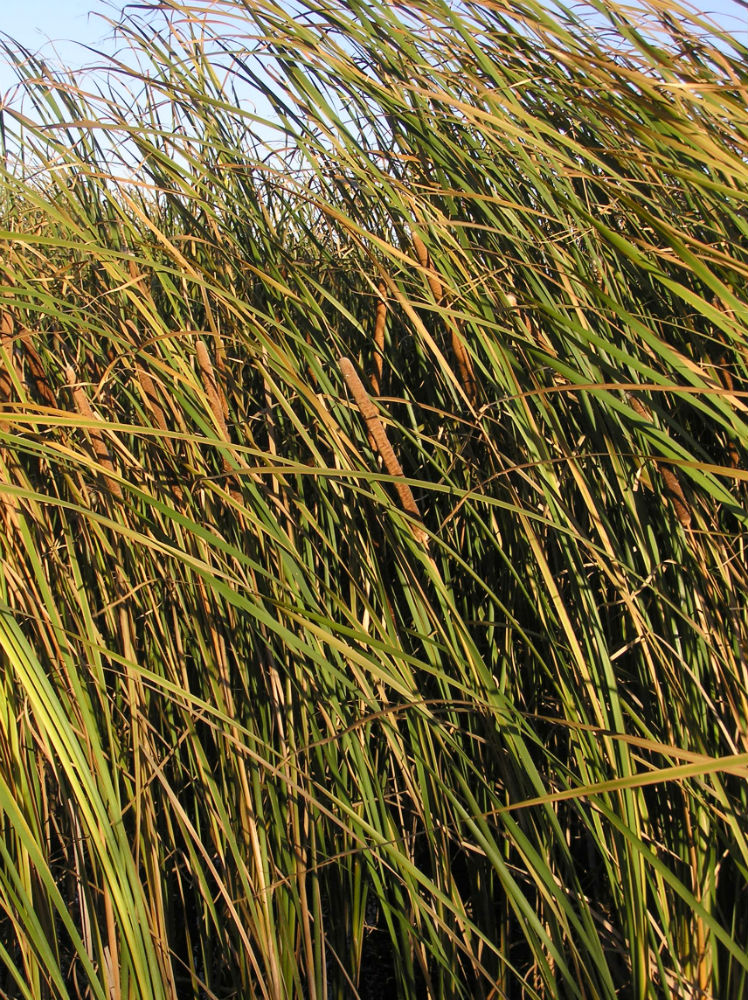 Изображение особи Typha angustifolia.