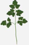 Petroselinum crispum
