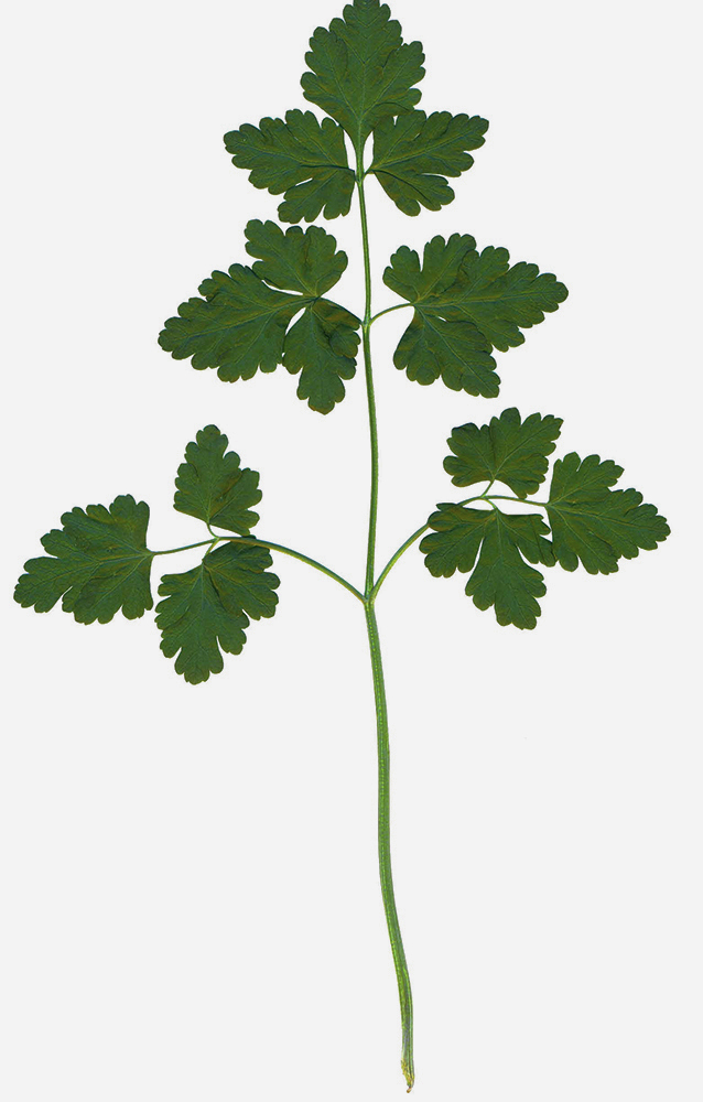 Image of Petroselinum crispum specimen.